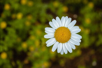 Single wild chamomile flowers on a field on a sunny day