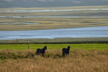 Horses in Hofsos, Iceland
