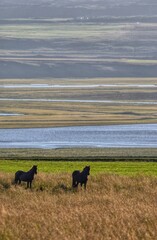 Horses in Hofsos, Iceland