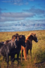 Horses in Hofsos, Iceland