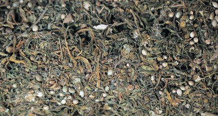 macro object photography- close up of dried marijuana plant with seeds and green leafs, outdoors with natural light in Africa 
