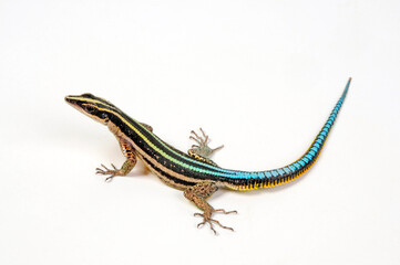 Sawtail lizard // Blaue Sägeschwanzeidechse (Holaspis guentheri) © bennytrapp