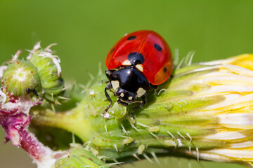 seven-spot ladybird on leaf in nature