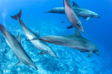 Obraz na płótnie Canvas Dolphins underwater