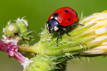 seven-spot ladybird on leaf in nature