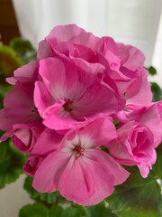 Beautiful pink geranium flowers in a pot, balcony plant close up