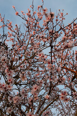 Almendro en flor