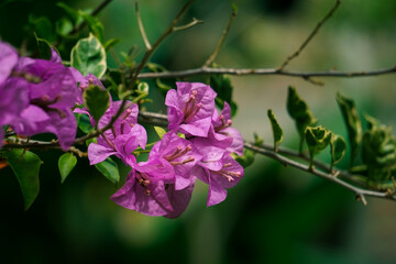 pink bougainvillea plant with green leaves on green background