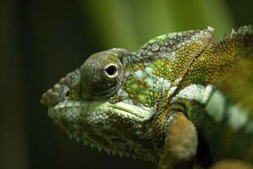 Chameleon