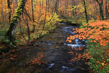 紅葉の桃洞渓谷