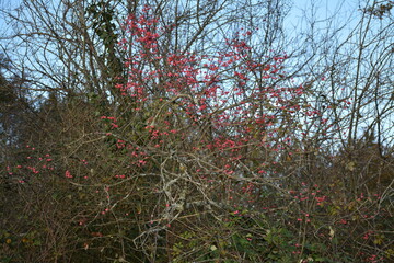 Saint-Herblain - Parc de la Chézine - Arbuste en fleur	