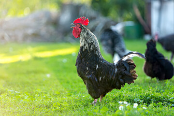 Black cock crows in the yard. Rooster on grass