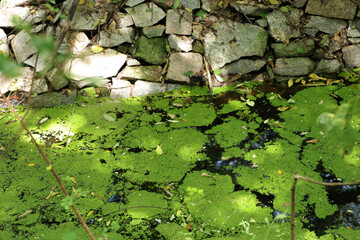 Algal Bloom formed by the overgrowth of cyanobacteria in water reservoir