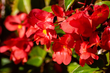 red double begonia