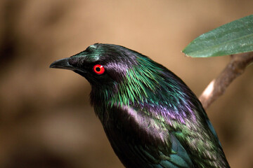 Metallic Starling