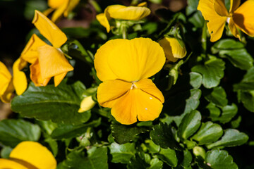 yellow pansy