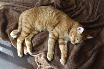 Ginger cat or orange cat sleeping on a soft brown blanket.