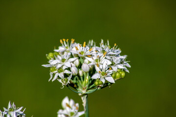 Small white flowers