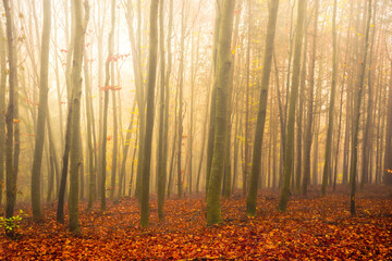 Mysterious colorful autumn forest trees, in cold foggy morning light