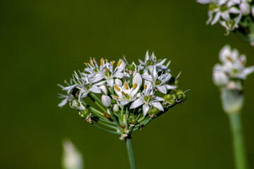 Small white flowers