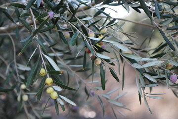 Obraz na płótnie Canvas Olive tree with olives on its branches. healthy food 