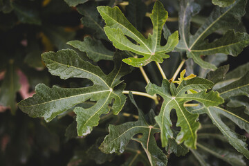 Fototapeta na wymiar Fresh green leaves soaked in rain