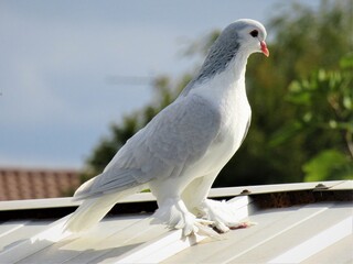 pigeon Lahore lavande posé sur un toit