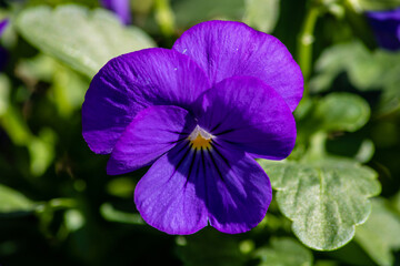 purple pansy