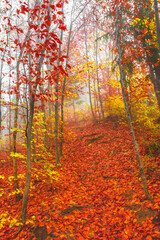 Beautiful colorful autumn forest, in cold foggy morning