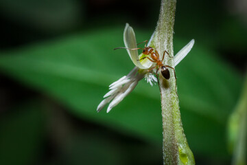 hormiga en flor del jardín.