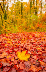 Carpet of fallen leaves on colorful autumn forest, in cold foggy morning