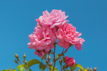 Pink roses in the park garden in blue sky background