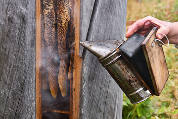 beekeeper works with a hive of a traditional shape - bee gum - using a smoker