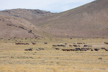 Herd of Wild Horses in the Utah Desert
