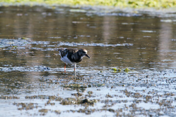 Close-up of a bird searching for insects in a lake