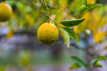 A newly grown orange soaked in the rain