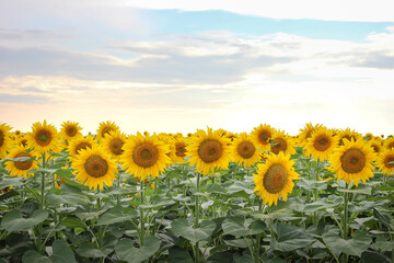 Fototapeta premium Sunflowers background in the evening gentle sun