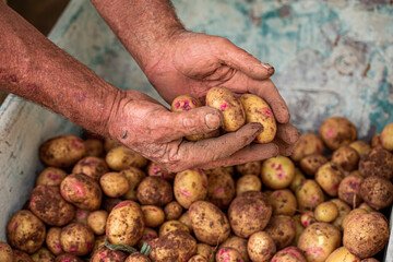 Selection of freshly harvested potatoes in the farm of Fontanales