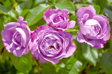 Lilac purple roses in the park garden