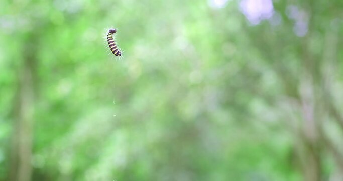 Cute animal wildlife worm hanging climbing with web in the nature tropical forest