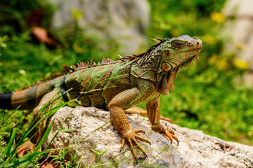 And in the subfamily Iguanidae. Green iguana, also known as the American iguana, herbivorous species of lizard of the genus Iguana.
