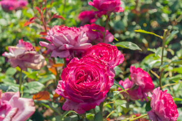 Pink red roses in the park garden