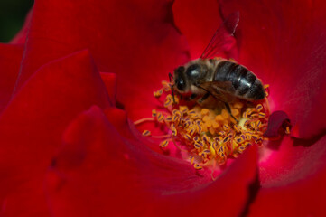 Bee pollinating on red rose