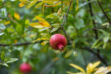 Red ripe pomegranate fruit grows on a pomegranate tree in the garden. Punica granatum fruit, close-up, copy space. Pomegranate makes a delicious juice.