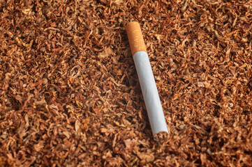 cigarette lies on tobacco leaves top view