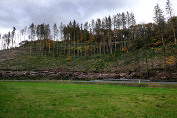 Gerodetes Waldgebiet wegen Borkenkäferbefall und Trockenheit an Landstraße bei Regenwetter im Westerwald in Rheinland-Pfalz in Zeiten von Klimawandel und Erderwärmung - Stockfoto