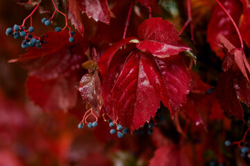 Red vine leaves soaked in rain