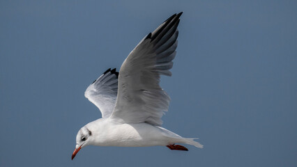 black-headed gull in flight - flying on the Baltic coast
