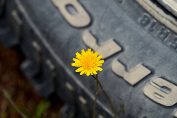 detail of a little yellow flower in front of a black off road tire  