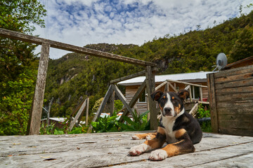 cute little Puppy dog on the wooden piers and walkways of lumber town Caleta Tortel at Rio Baker along the Carretera Austral in Patagonia, Chile, South America   